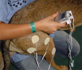 Neuromuscular Electrical Stimulation (NMES) for pets