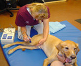 therapeutic ultrasound for pets